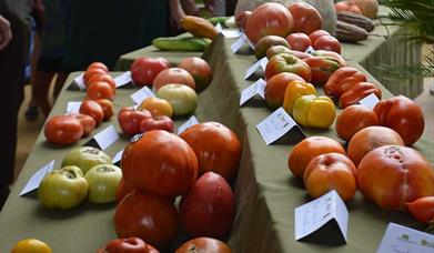Concurso subasta tomate huevo de toro