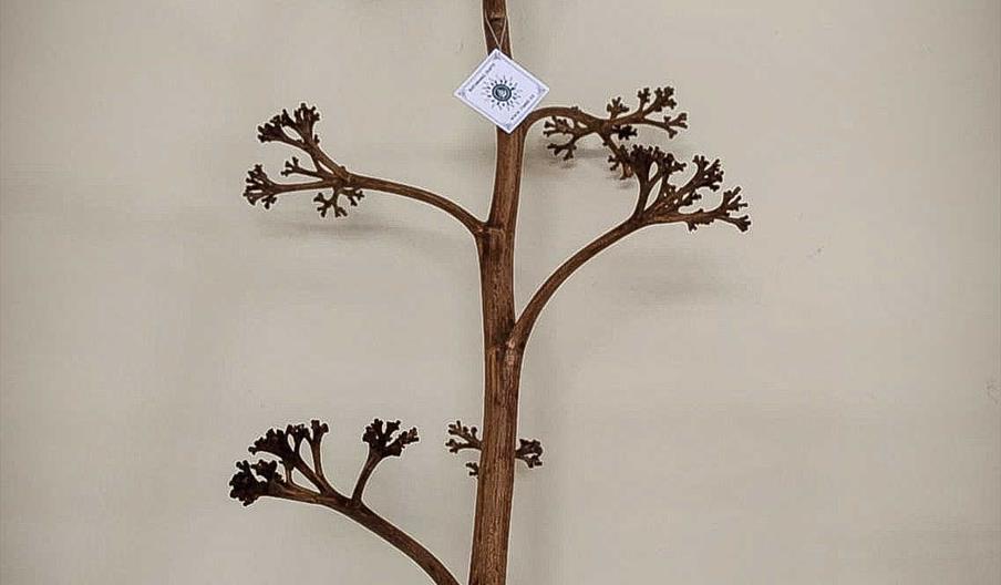 Flor de Pita
