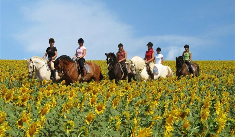 Epona Spain