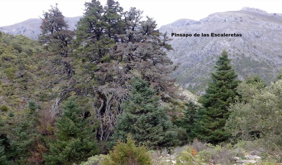 Pinsapo de las Escaleretas