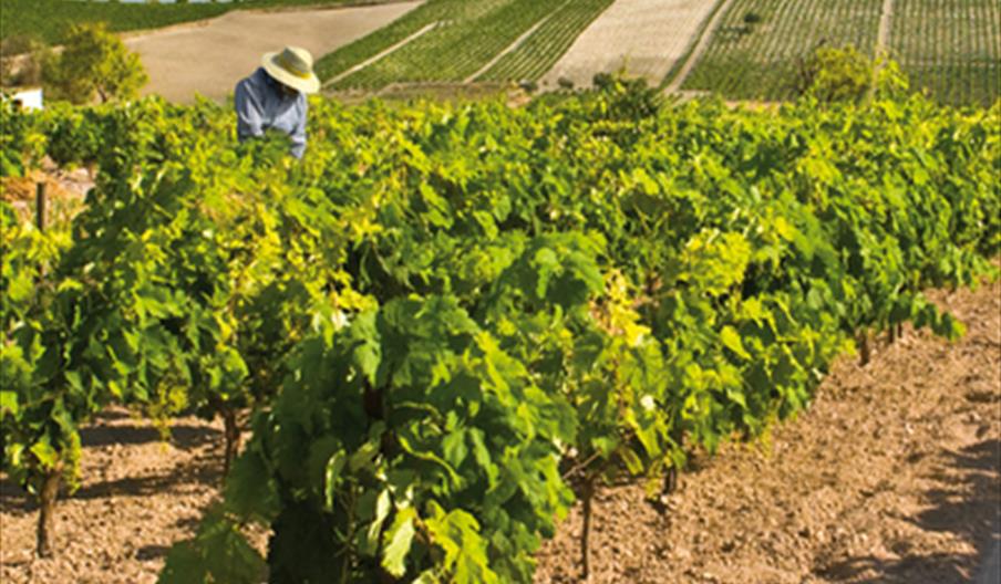 Wine Tourism