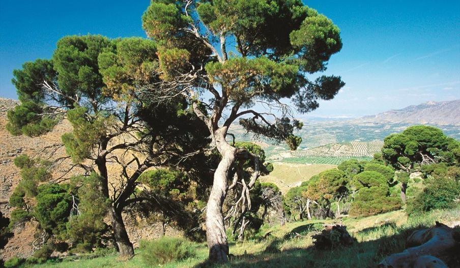 Pinar de Cánava