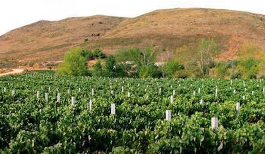 Bodega Ojancos