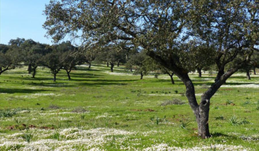 Guide to Itineraries in the Lower Guadiana