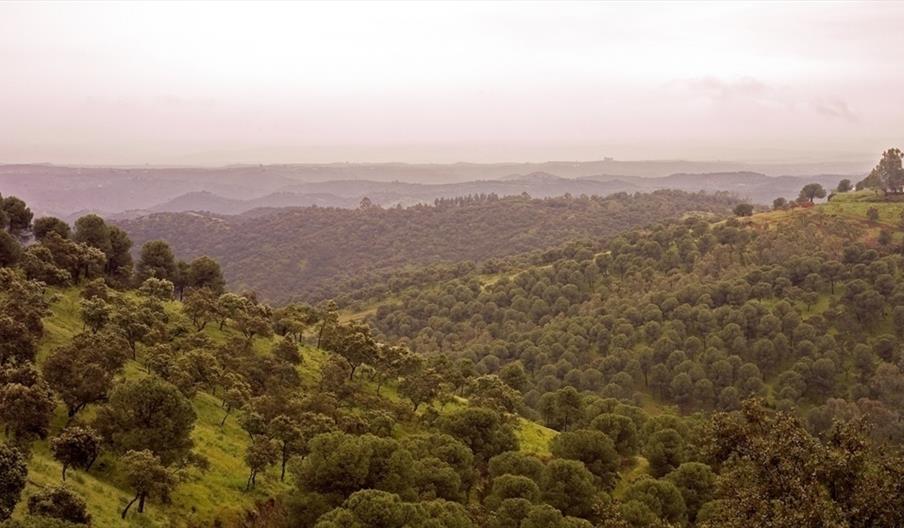 Sierra de Cardeña y Montoro