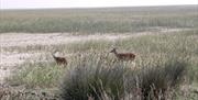 Ciervos en Doñana