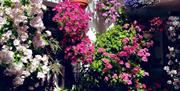 Festival de los Patios de Córdoba