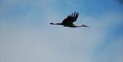 Cigüeña en vuelo Doñana