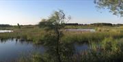 Marismas de Doñana