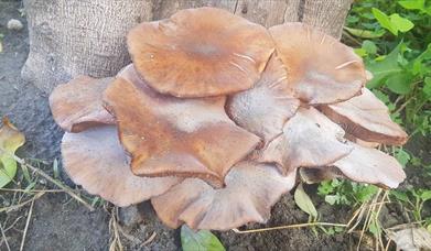 20ª Jornadas Micológicas Abulenses